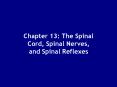 Chapter 13: The Spinal Cord, Spinal Nerves, and Spinal Reflexes PowerPoint PPT Presentation