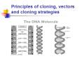 Principles of cloning, vectors and cloning strategies PowerPoint PPT Presentation