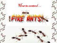 How to Control Fire Ants