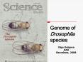 Genome of Drosophila species PowerPoint PPT Presentation