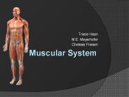 Muscular System