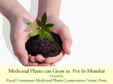 Medicinal Plants can Grow in Pot In Mumbai Presented by Rural Communes Medicinal Plants Conservation Centre, Pune