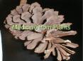 Medicine from Plants PowerPoint PPT Presentation