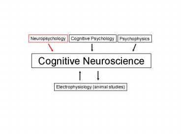 Brain Lesions (Cognitive Neuropsychology)