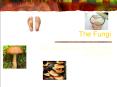 The Fungi PowerPoint PPT Presentation