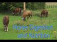 Horse Digestion PowerPoint PPT Presentation