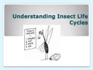 Understanding Insect Life Cycles