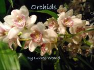 Orchids