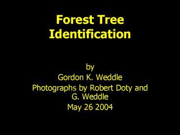 Forest Tree Identification