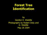 Forest Tree Identification