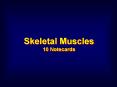 Skeletal Muscles 10 Notecards PowerPoint PPT Presentation