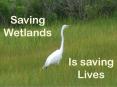 What are Wetlands? PowerPoint PPT Presentation