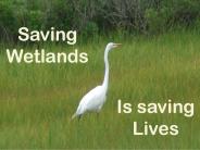 What are Wetlands?
