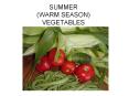 SUMMER (WARM SEASON) VEGETABLES PowerPoint PPT Presentation