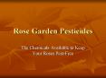 Rose Garden Pesticides PowerPoint PPT Presentation
