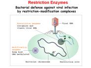 Restriction Enzymes
