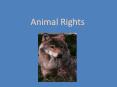 Animal Rights PowerPoint PPT Presentation