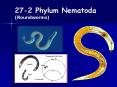 27-2 Phylum Nematoda (Roundworms) PowerPoint PPT Presentation