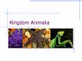 Kingdom Animalia PowerPoint PPT Presentation