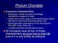 Phylum Chordata PowerPoint PPT Presentation
