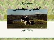 Digestive ?????? ??????