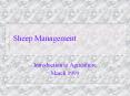 Sheep Management PowerPoint PPT Presentation