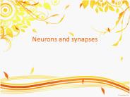 Neurons and synapses