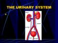 THE URINARY SYSTEM PowerPoint PPT Presentation