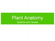 Plant%20Anatomy