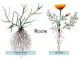 Roots PowerPoint PPT Presentation