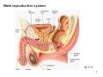 Male reproductive system PowerPoint PPT Presentation