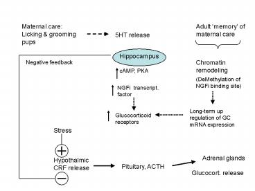 Maternal care: Licking