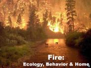 Fire: Ecology, Behavior