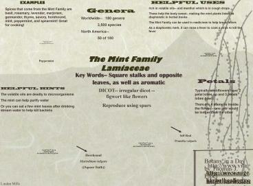 The Mint Family Lamiaceae
