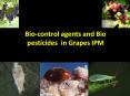 Bio-control%20agents%20and%20Bio%20pesticides%20in%20Grapes%20IPM PowerPoint PPT Presentation