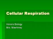 Cellular Respiration