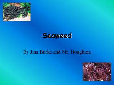 Seaweed