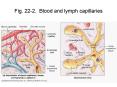 Fig. 22-2. Blood and lymph capillaries PowerPoint PPT Presentation