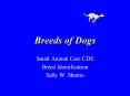 Breeds of Dogs PowerPoint PPT Presentation