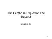 The Cambrian Explosion and Beyond