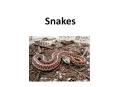Snakes PowerPoint PPT Presentation