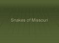 Snakes of Missouri PowerPoint PPT Presentation