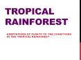 Tropical Rainforest PowerPoint PPT Presentation