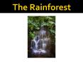 The Rainforest PowerPoint PPT Presentation
