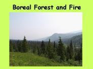 Boreal Forest and Fire