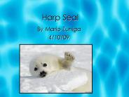 Harp Seal