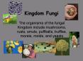 Kingdom Fungi PowerPoint PPT Presentation