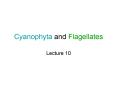 Cyanophyta and Flagellates PowerPoint PPT Presentation