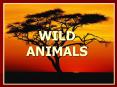WILD ANIMALS PowerPoint PPT Presentation