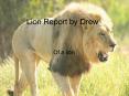 Lion Report by Drew PowerPoint PPT Presentation
